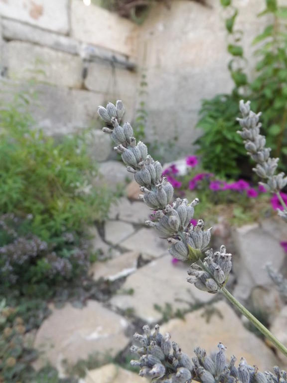 منزل الضيف Sternatia  في Stella Dei Campi المظهر الخارجي الصورة